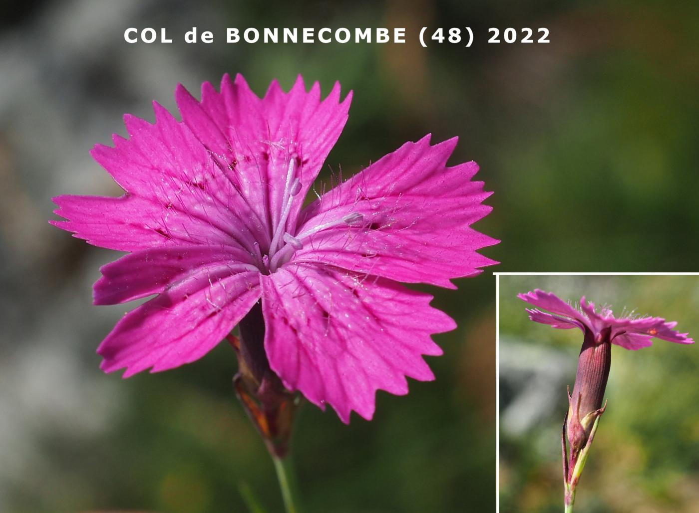 Pink, Woodland flower